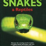 Snakes And Reptiles